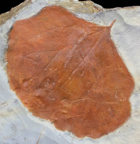 Detailed Fossil Leaf (Zizyphoides) - Montana #59777